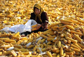 Το πολυπλοκότερο γνωστό γονιδίωμα έκρυβε το καλαμπόκι