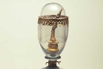 Βρέθηκαν τα «χαμένα» δάχτυλα και ένα δόντι του Γαλιλαίου