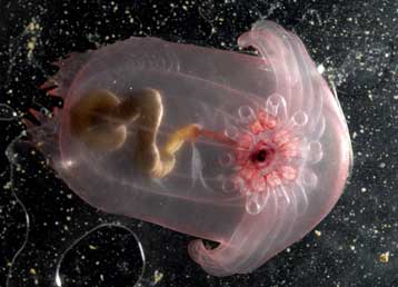 Ένας άγνωστος κόσμος κρυβόταν στις αβύσσους των ωκεανών