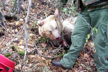 Επικηρύσσεται ο δράστης που σκότωσε και διαμέλισε αρκουδάκι στη Ροδόπη