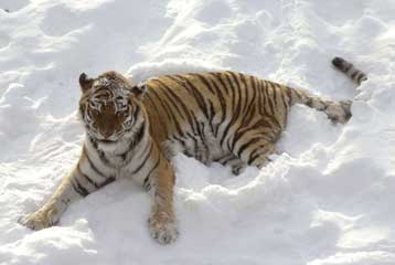 Δραματική μείωση στις τίγρεις της Σιβηρίας