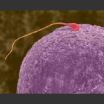 Έμβρυο από τρεις βιολογικούς γονείς δημιούργησαν Ιάπωνες επιστήμονες