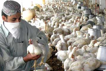 Ανησυχία για νέο ιό γρίπης από συνδυασμό των H1N1 και Η5Ν1