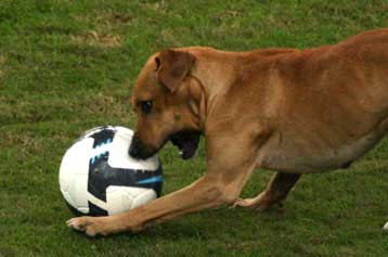 Στα Πηγάδια ο Ολυμπιακός και «μάχες» ΠΑΟΚ – Λάρισα, Λεβαδειακός – Αρης