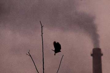 Έτοιμοι να γίνουν φίλοι του περιβάλλοντος δηλώνουν Γάλλοι, Αμερικανοί και Ιάπωνες