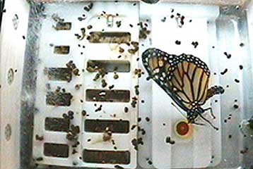 Πεταλούδες πετούν στον Διεθνή Διαστημικό Σταθμό