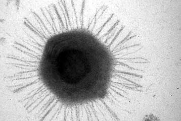 Νεος, γιγάντιος ιός κλέβει γονίδια από άλλα είδη