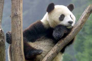 Εκπλήξεις έκρυβε το γονιδίωμα του γιγάντιου πάντα