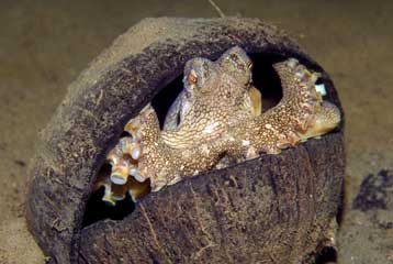 Τροπικό είδος χταποδιού φτιάχνει σπίτι από καρύδες