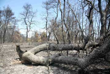 Κατατέθηκε το νομοσχέδιο για τις δασικές εκτάσεις της Αττικής