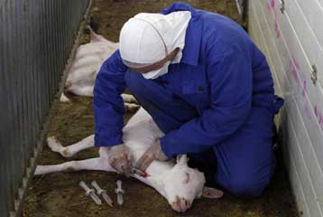 Χιλιάδες ζώα θανατώνονται στην Ολλανδία λόγω βακτηριακής επιδημίας