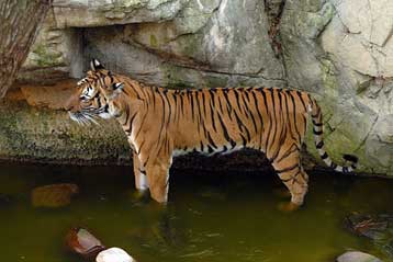 Κάθειρξη 12 ετών για Κινέζο που σκότωσε σπάνια τίγρη