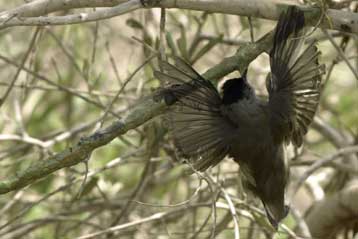 Ξόβεργες και δίχτυα αποδεκατίζουν τα αποδημητικά πτηνά της Κύπρου