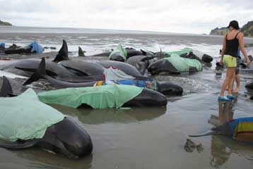 Δεκάδες μαυροδέλφινα εξόκειλαν στις ακτές της Νέας Ζηλανδίας