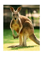 Τα καγκουρό ίσως «κρατούν» το μυστικό της πρόληψης του καρκίνου του δέρματος