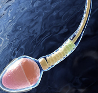 Γενετικά «καταδικασμένοι» να ζουν λιγότερο οι άνδρες