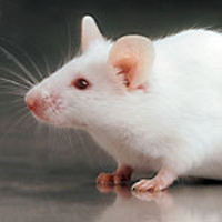 Ανακαλύφθηκε γονίδιο που επηρεάζει την σεξουαλική ταυτότητα