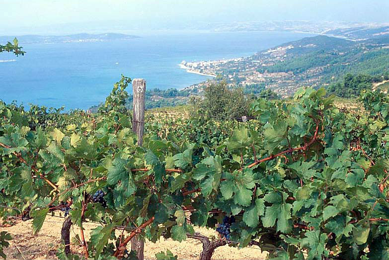 Οι 8 Διαδρομές του Κρασιού Βορείου Ελλάδος