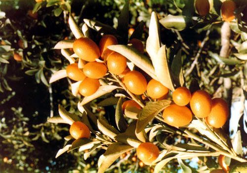 Τo κουμκουάτ