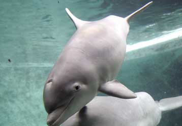 Ένα σκαλί χωρίζει την ανθρώπινη ευφυΐα από αυτή των δελφινιών