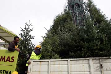 Στην Πεντέλη φυτεύονται τα έλατα του χριστουγεννιάτικου δέντρου της Αθήνας