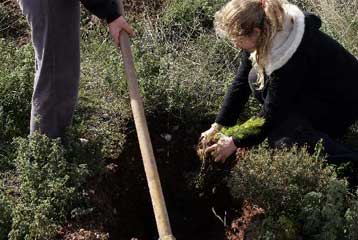 Δενδροφύτευση στην Πεντέλη με χριστουγεννιάτικα δέντρα