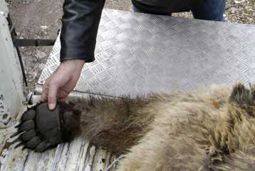 Ακόμα ένα αρκουδάκι θύμα τροχαίου σε εθνική οδό