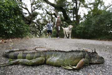 Ιγκουάνα, μανάτοι και πύθωνες ξυλιάζουν στη Φλόριντα