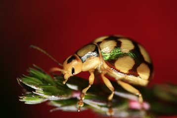 Διεθνές Έτος Βιοποικιλότητας κυρήσσει το 2010 ο ΟΗΕ