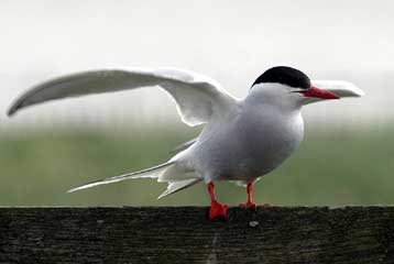 Ρεκόρ πτήσης για το γλαρόνι που ταξιδεύει 80.000 χλμ το χρόνο