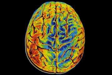 Γενετική ποικιλομορφία φαίνεται να προδιαθέτει για άγχος και φοβίες