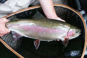 Τα βράγχια «δεν εξελίχθηκαν για να επιτρέπουν στα ψάρια να αναπνέουν»