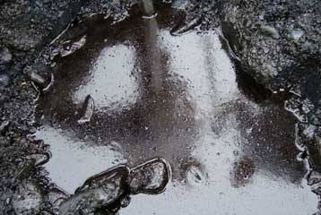 Οι παραλίες με βότσαλα πιο ευαίσθητες στις πετρελαιοκηλίδες