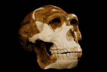 Μόλις 55.000 άνθρωποι ζούσαν στον πλανήτη πριν 1,2 εκατομμύρια χρόνια