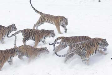 Mόνο 50 άγριες τίγρεις απομένουν σε όλη την έκταση της Κίνας