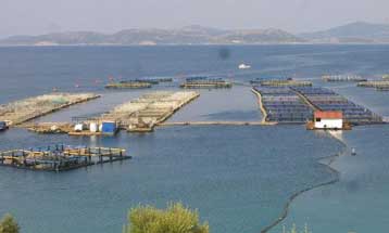 Ενδείξεις σύμπραξης στις ιχθυοκαλλιέργειες εντοπίζει η Επιτροπή Ανταγωνισμού