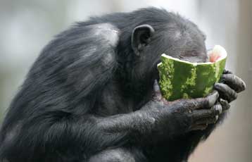 Γιατί ο άνθρωπος ζει περισσότερο από τους πιθήκους