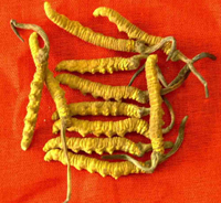 Νέα στοιχεία για τον τρόπο λειτουργίας αντικαρκινικής ουσίας