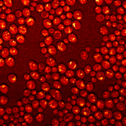 Βιο-αισθητήρες δίνουν νέες πληροφορίες για την λειτουργικότητα του εγκεφάλου