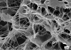 Αμερικανοί ερευνητές δημιούργησαν το ισχυρότερο τεχνητό κολλαγόνο