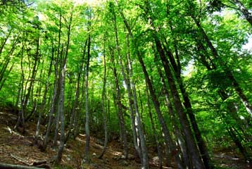 Πιο γρήγορα από ποτέ μεγαλώνουν σήμερα τα δέντρα