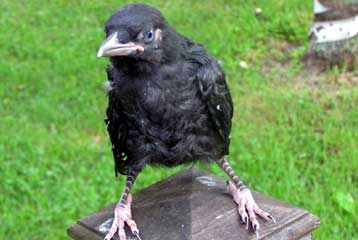 Ακόμα και τα πουλιά κρατάνε «μούτρα» στους κακούς ανθρώπους