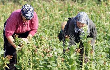 Διευκρινίσεις για τα μέτρα στήριξης σε καπνό και βαμβάκι ζητούν οι αγρότες