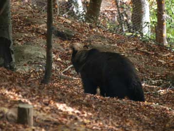 Η σχετική καλοκαιρία στη βόρειο Ελλάδα αναστάτωσε τον χειμέριο ύπνο της αρκούδας