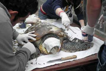 Τραυματισμένη καρέττα στη Σάμο σώθηκε με αεροδιακομιδή