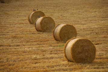 Νέο ένζυμο για την παραγωγή βιοκαυσίμων από γεωργικά παραπροϊόντα