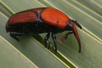 Επιχείρηση εξολόθρευσης για το σκαθάρι που καταστρέφει φοίνικες στην Αθήνα