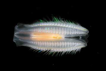 Ολοκληρώνεται φέτος η φιλόδοξη Απογραφή της Θαλάσσιας Ζωής