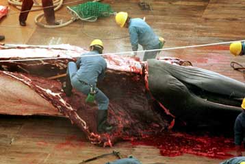 Με προσφυγή απειλεί η Αυστραλία την Ιαπωνία λόγω της φαλαινοθηρίας