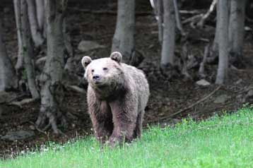 Αγνωστος πυροβόλησε και σκότωσε αρκουδάκι στην Καστοριά